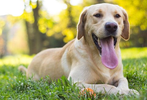 Understanding Respiratory Allergies in Your Cat or Dog: Tips for Pet Owners