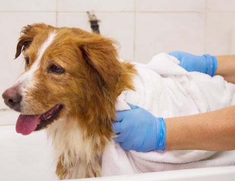 Bathing