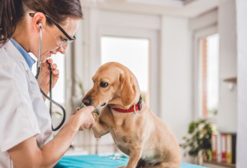 The Importance of Regular Veterinary Visits