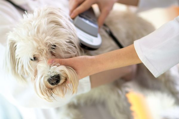 Microchipping