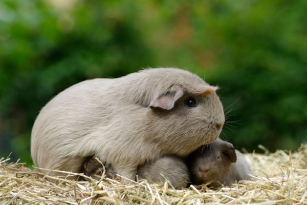 Pocket Pets