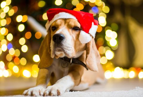 Your Holiday Pet-Safety Checklist
