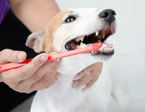 Dentistry