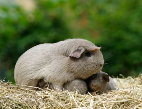 Pocket Pets