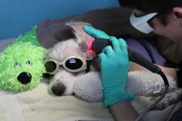 Companion Laser Services