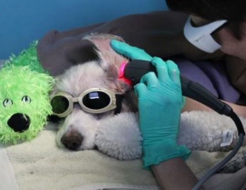 Companion Laser Services