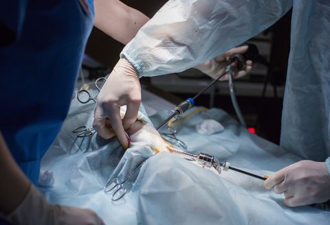 How to Prepare Your Dog for Surgery