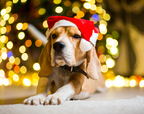 Your Holiday Pet-Safety Checklist