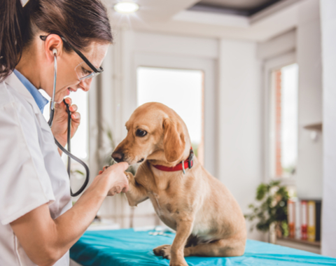 The Importance of Regular Veterinary Visits